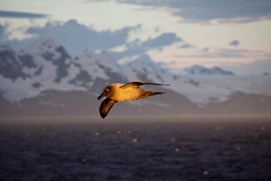 Light-mantled albatross, David Will, Island Conservation, Jonathan Franzen, Serena Renner, climate change, Sierra
