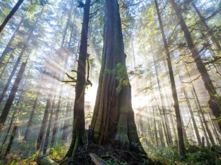 Red Cedar: The Amazing Giving Tree, The Tyee